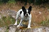 BOULEDOGUE FRANCAIS 1291